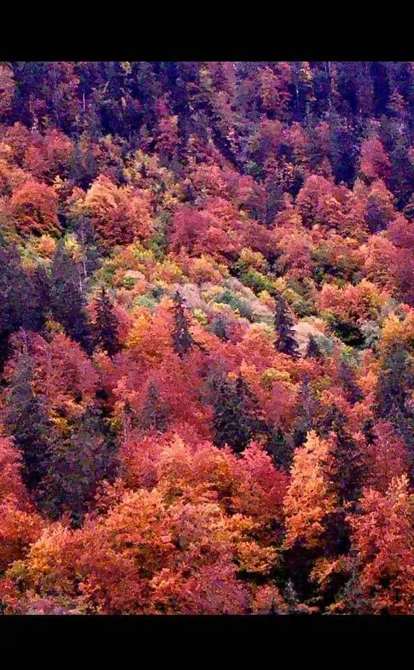 Autumn’s Beginings