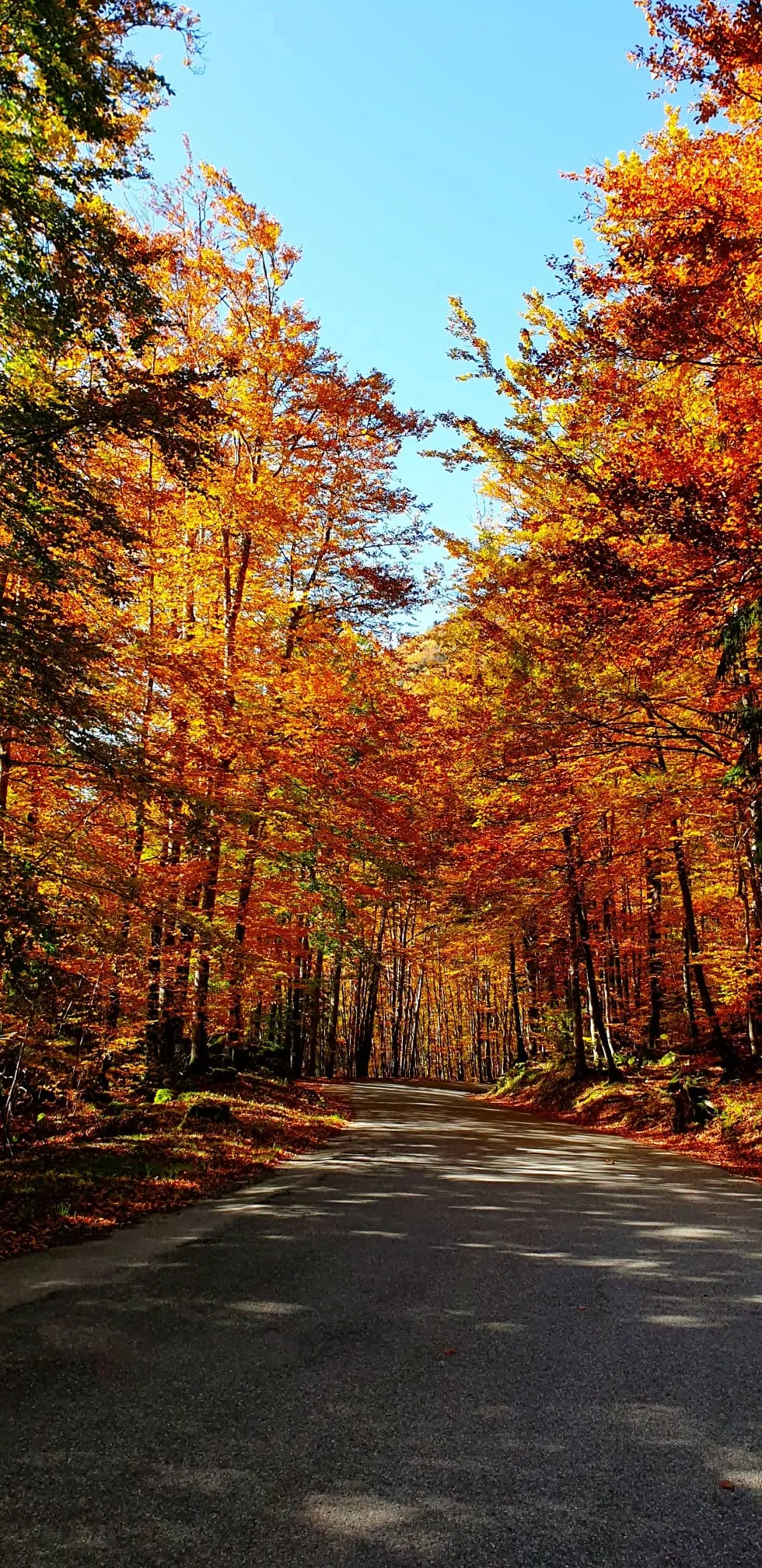 Autumn’s Beginings