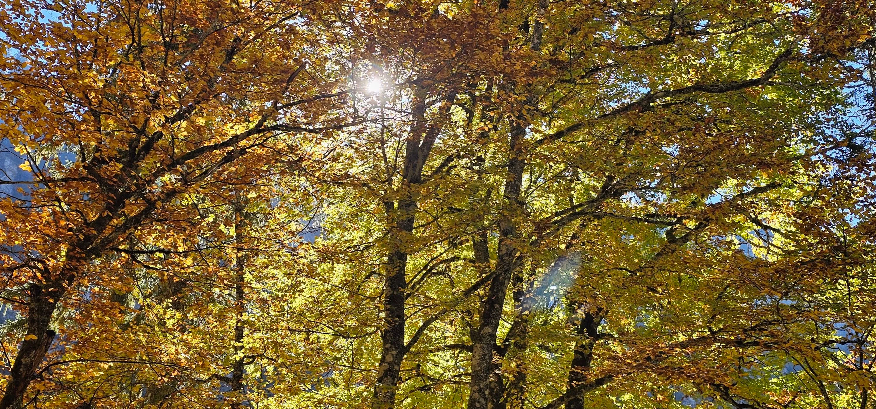 Autumn’s Beginings